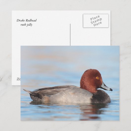 Mannelijke roodkopeend briefkaart (Voorkant / Achterkant)