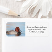 Mannelijke roodkopeend etiket (Insitu)