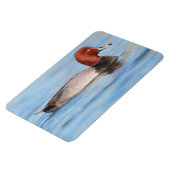 Mannelijke roodkopeend magneet (Linkerzijde)
