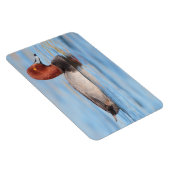 Mannelijke roodkopeend magneet (Rechterzijde)