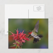 Mannelijke roofvogels die voeden op briefkaart (Voorkant / Achterkant)