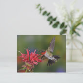 Mannelijke roofvogels die voeden op briefkaart (Staand voorkant)