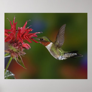 Mannelijke roofvogels die voeden op poster