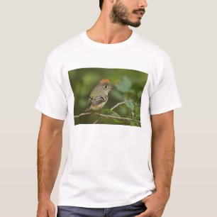 Mannelijke Rubijnkoning, Regulus calendula T-shirt