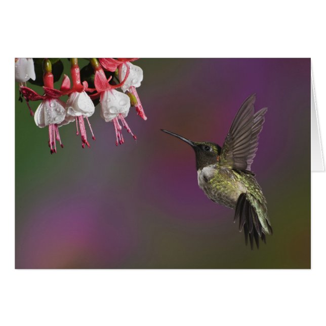 Mannelijke Ruby throated Hummingbird (Voorkant Horizontaal)