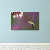 Mannelijke Ruby throated Hummingbird Canvas Afdruk (Insitu (Houten vloer))