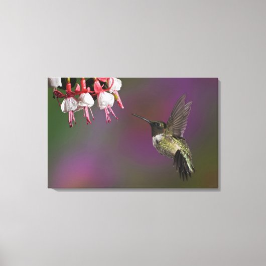 Mannelijke Ruby throated Hummingbird Canvas Afdruk (Voorkant)