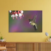 Mannelijke Ruby throated Hummingbird Canvas Afdruk (Insitu (Woonkamer))