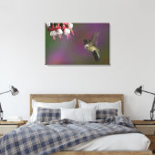 Mannelijke Ruby throated Hummingbird Canvas Afdruk (Insitu (Slaapkamer))