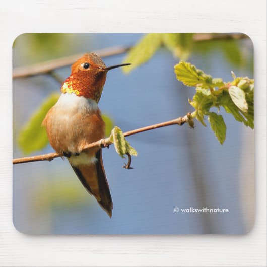 Mannelijke Rufous Hummingbird in Summer Sun Muismat (Voorkant)