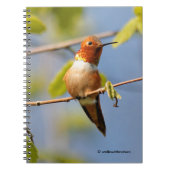 Mannelijke Rufous Hummingbird in Summer Sun Notitieboek (Voorkant)