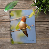 Mannelijke Rufous Hummingbird in Summer Sun Notitieboek