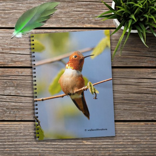 Mannelijke Rufous Hummingbird in Summer Sun Notitieboek