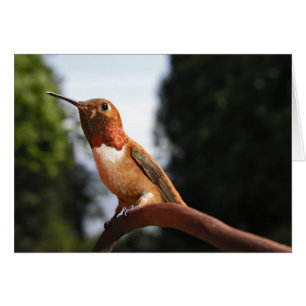 Mannelijke Rufous Hummingbird - Kaarten