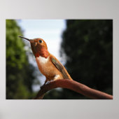 Mannelijke Rufous Hummingbird - Kunstmatige Prints (Voorkant)