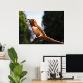 Mannelijke Rufous Hummingbird - Kunstmatige Prints (Thuiskantoor)