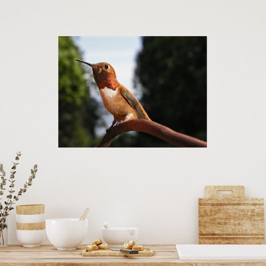 Mannelijke Rufous Hummingbird - Kunstmatige Prints (Keuken)