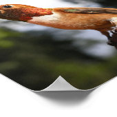 Mannelijke Rufous Hummingbird - Kunstmatige Prints (Hoek)