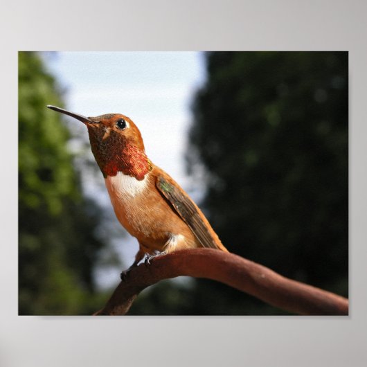 Mannelijke Rufous Hummingbird - Kunstmatige Prints (Voorkant)
