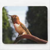 Mannelijke Rufous Hummingbird - Mousepad Muismat (Voorkant)