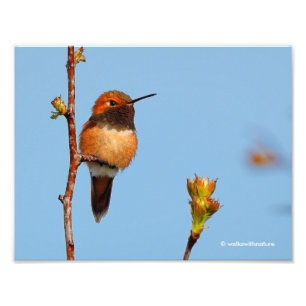 Mannelijke Rufous Hummingbird Poses for the Lens Foto Afdruk