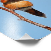 Mannelijke Rufous Hummingbird Poses for the Lens Foto Afdruk (Hoek)