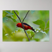 Mannelijke Scarlet Tanager in de zomergroene Poster (Voorkant)