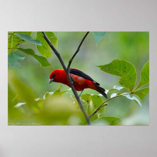 Mannelijke Scarlet Tanager in de zomergroene Poster (Voorkant)