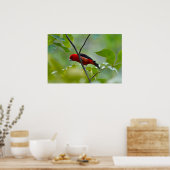 Mannelijke Scarlet Tanager in de zomergroene Poster (Keuken)