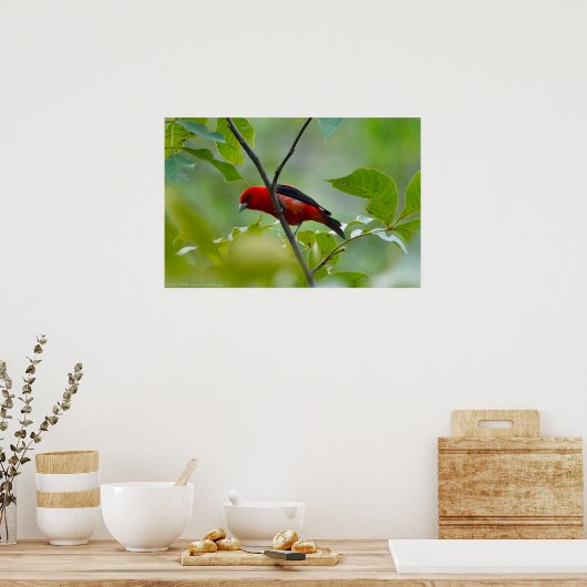 Mannelijke Scarlet Tanager in de zomergroene Poster (Keuken)
