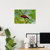 Mannelijke Scarlet Tanager in de zomergroene Poster (Thuiskantoor)