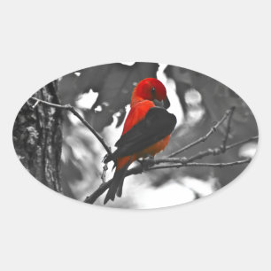 Mannelijke scharlaken tangare ovale sticker