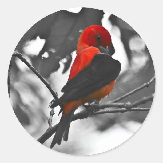 Mannelijke scharlaken tangare ronde sticker (Voorkant)