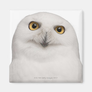 Mannelijke Snowy Owl (Bubo scandiacus) is een grot Magneet