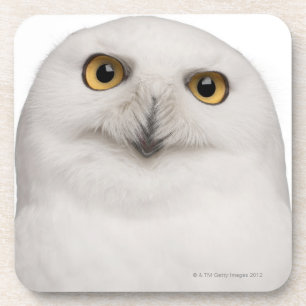 Mannelijke Snowy Owl (Bubo scandiacus) is een grot Onderzetter