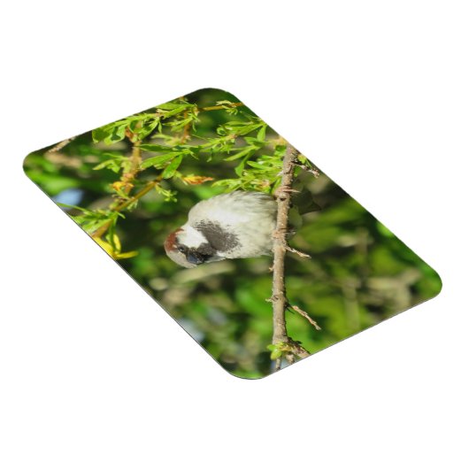 Mannelijke Sparrow in Summer Magnet Magneet (Rechterzijde)