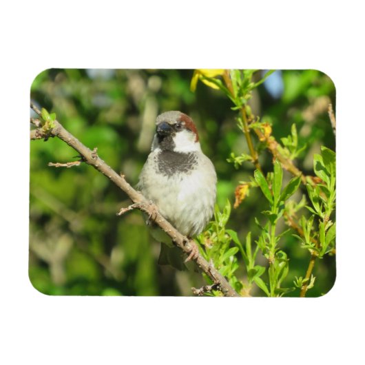 Mannelijke Sparrow in Summer Magnet Magneet (Horizontaal)