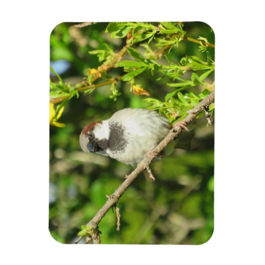 Mannelijke Sparrow in Summer Magnet Magneet (Verticaal)