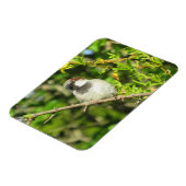 Mannelijke Sparrow in Summer Magnet Magneet (Linkerzijde)