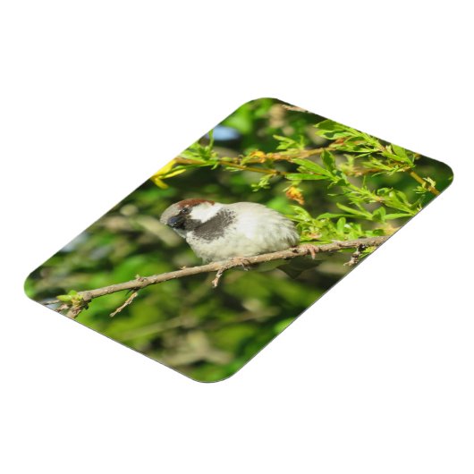 Mannelijke Sparrow in Summer Magnet Magneet (Linkerzijde)