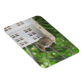 Mannelijke Sparrow in Summer Magnet Magneet (Rechterzijde)