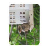 Mannelijke Sparrow in Summer Magnet Magneet (Verticaal)