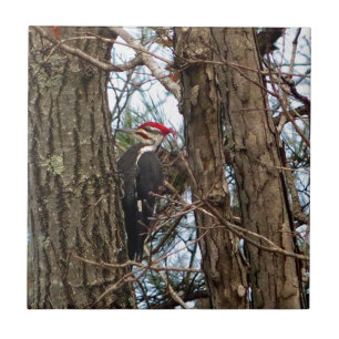 Mannelijke Specht Pileated Tegeltje