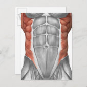 Mannelijke spierAnatomie van de buikwand Briefkaart (Voorkant / Achterkant)