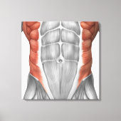 Mannelijke spierAnatomie van de buikwand Canvas Afdruk (Voorkant)