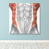 Mannelijke spierAnatomie van de buikwand Canvas Afdruk (Insitu (Houten vloer))