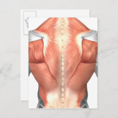 Mannelijke spierAnatomie van de mens Rug 1 Briefkaart (Voorkant / Achterkant)