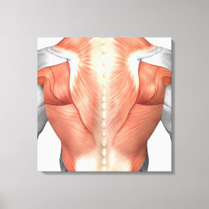 Mannelijke spierAnatomie van de mens Rug 1 Canvas Afdruk