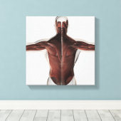 Mannelijke spierAnatomie van de mens Rug 2 Canvas Afdruk (Insitu (Houten vloer))