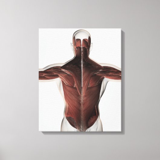 Mannelijke spierAnatomie van de mens Rug 2 Canvas Afdruk (Voorkant)
